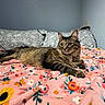 Emery joined the competition — help win amazing prizes! animal, bed, blanket, cat, cozy, cute, domestic, feline, floral_pattern, fur, gray_pillow, indoor, lying_down, pet, pillow, pink_blanket, relaxed, resting, striped, tabby_cat