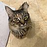 Emery joined the competition — help win amazing prizes! animal, cat, close_up, curious, cute, domestic, feline, floor, fur, indoor, looking_up, mammal, mat, pet, portrait, tabby, texture, tile, whiskers, yellow_eyes