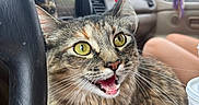 Emery joined the competition — help win amazing prizes! animal, beaded_decoration, car_interior, cat, closeup, cup, curious_expression, dashboard, feline, fur, green_eyes, indoor, open_mouth, person_legs, pet, seat, steering_wheel, tabby_cat, whiskers, window