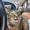 animal, beaded_decoration, car_interior, cat, closeup, cup, curious_expression, dashboard, feline, fur, green_eyes, indoor, open_mouth, person_legs, pet, seat, steering_wheel, tabby_cat, whiskers, window