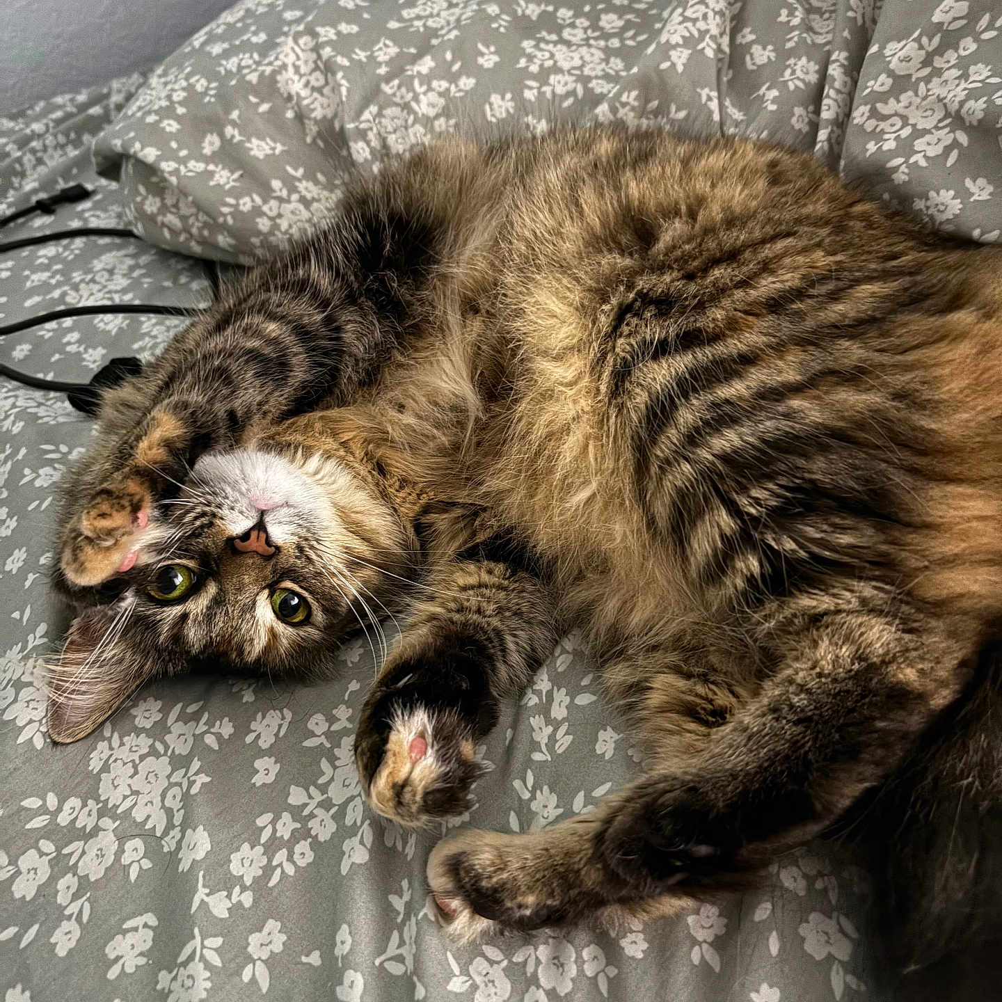 Emery joined the competition — help win amazing prizes! animal, bed, bedding, cat, cozy, cute, domestic_animal, feline, fluffy, fur, indoor, paws, pet, playful, relaxed, resting, sleepy, striped, tabby, whiskers