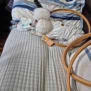 Snowball joined the competition — help win amazing prizes! animal, bed, blanket, cozy, cute, dog, embroidery_hoop, fabric, furniture, household_item, indoor, pet_clothing, poodle, portrait, relaxing, remote_control, resting, small_dog, textile, white_dog