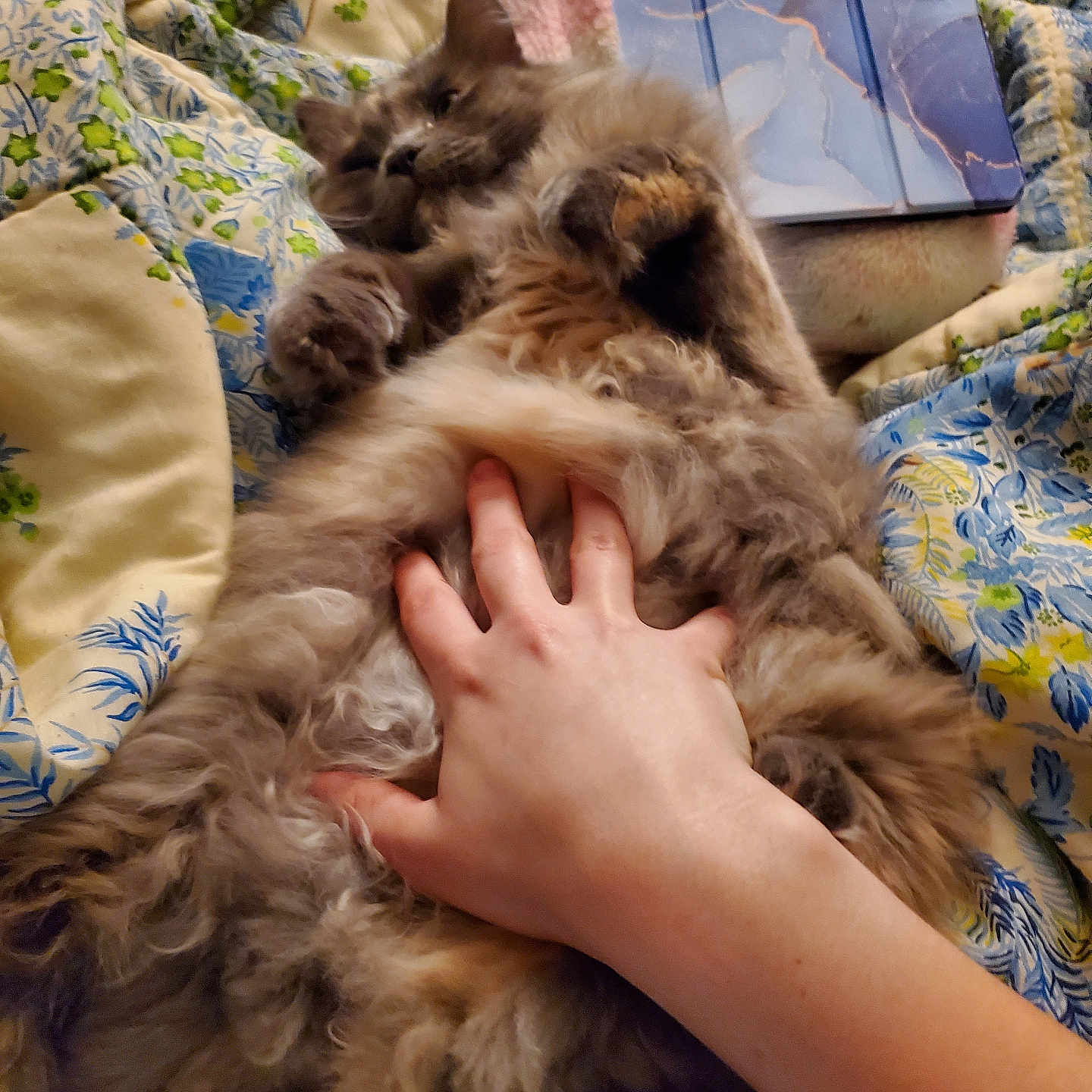 Grettle joined the competition — help win amazing prizes! animal, bedspread, belly_rub, cat, comfort, cozy, cute, domestic, floral_pattern, fluffy, fur, hand, human, indoor, mammal, paw, pet, relaxation, resting, touch
