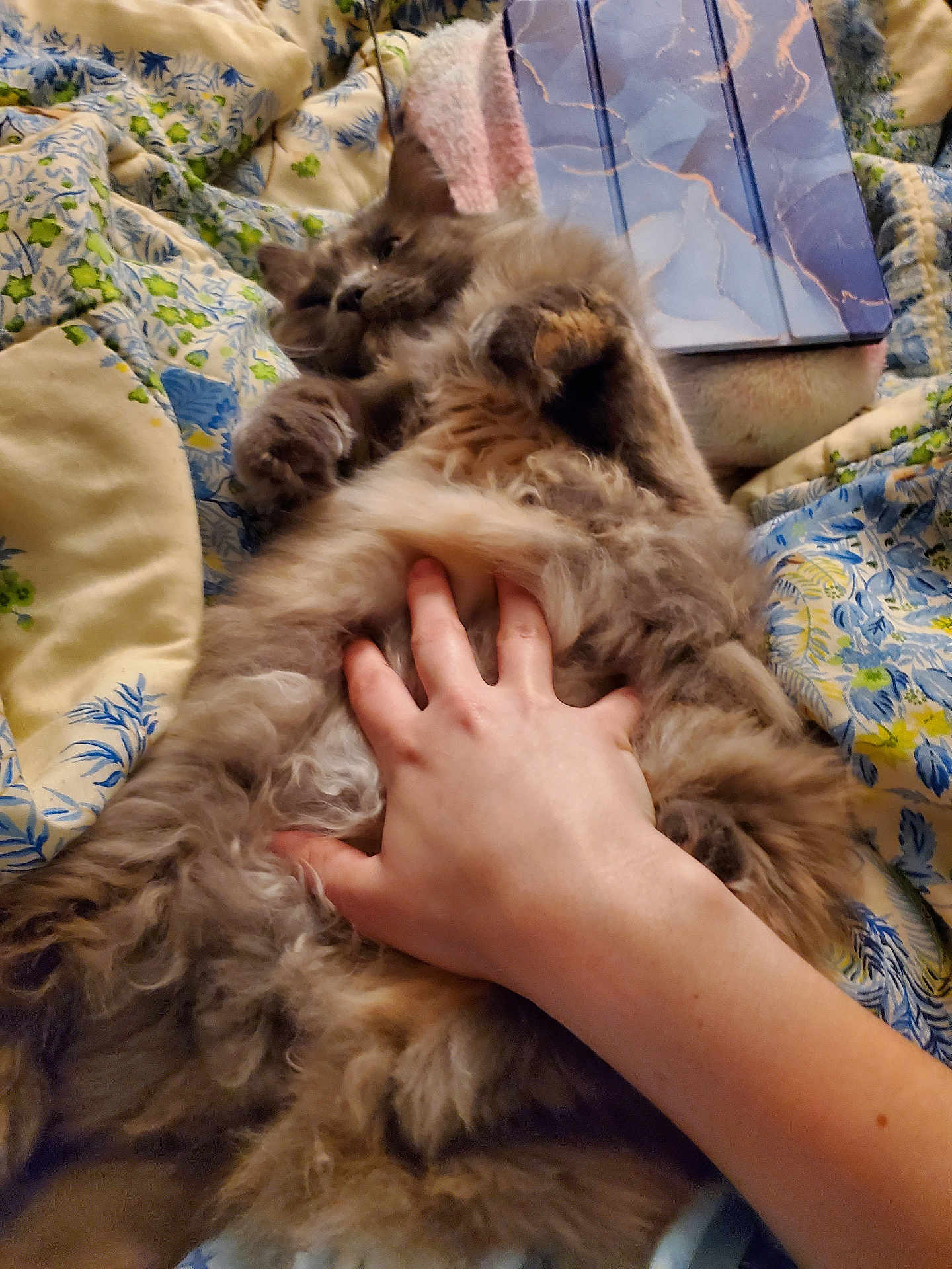 Grettle joined the competition — help win amazing prizes! cat, fluffy, hand, bedspread, floral_pattern, pet, indoor, relaxation, fur, animal, comfort, resting, human, touch, cute, cozy, domestic, mammal, belly_rub, paw