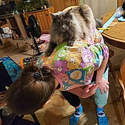 Grettle is registered to the contest to win money with this photo: cat, person, indoor, colorful_clothing, socks, wooden_furniture, floor_tile, fan, aquarium, table, chair, hair_clip, cartoon_print, pet, domestic, animal, cozy, room, casual, clutter