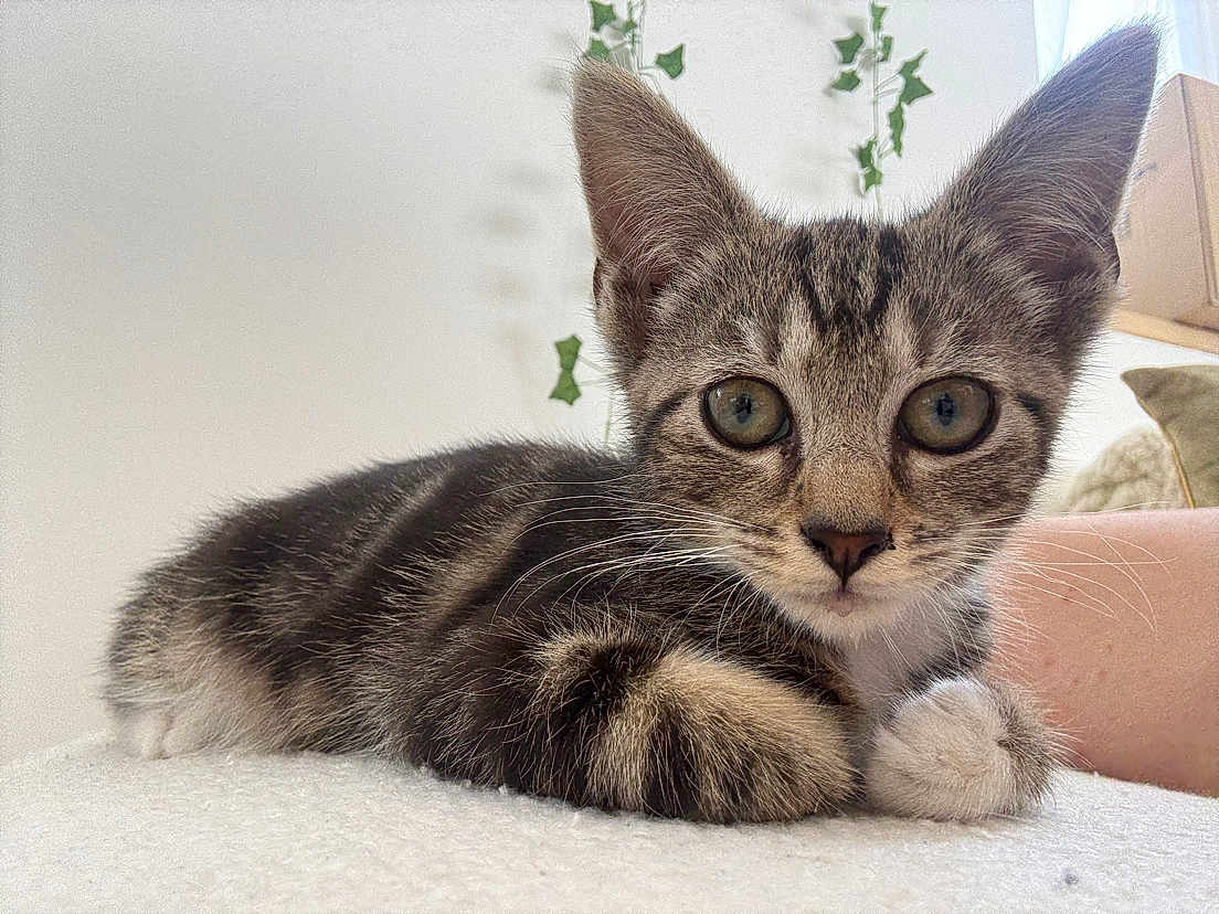 Milo participe au concours pour gagner de l'argent avec cette photo : cat, kitten, tabby, close_up, pet, animal, cute, lying_down, whiskers, ears, fur, soft_surface, indoor, green_plants, curious_eyes, young, domestic_cat, feline, relaxed, portrait