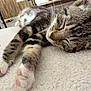 Milo a rejoint le concours — aidez-le/la à gagner de superbes lots ! kitten, cat, sleeping, tabby, paw, pink_pads, feline, fur, indoor, blanket, cozy, resting, cute, closeup, animal, pet, soft, relaxation, whiskers, young