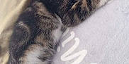 Milo a rejoint le concours — aidez-le/la à gagner de superbes lots ! kitten, cat, tabby, pet, animal, feline, cute, lying_down, paws, whiskers, fur, green_eyes, indoor, blanket, soft, relaxed, young, stretching, comfort, closeup