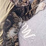 kitten, cat, tabby, pet, animal, feline, cute, lying_down, paws, whiskers, fur, green_eyes, indoor, blanket, soft, relaxed, young, stretching, comfort, closeup