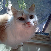 Kitty joined the competition — help win amazing prizes!