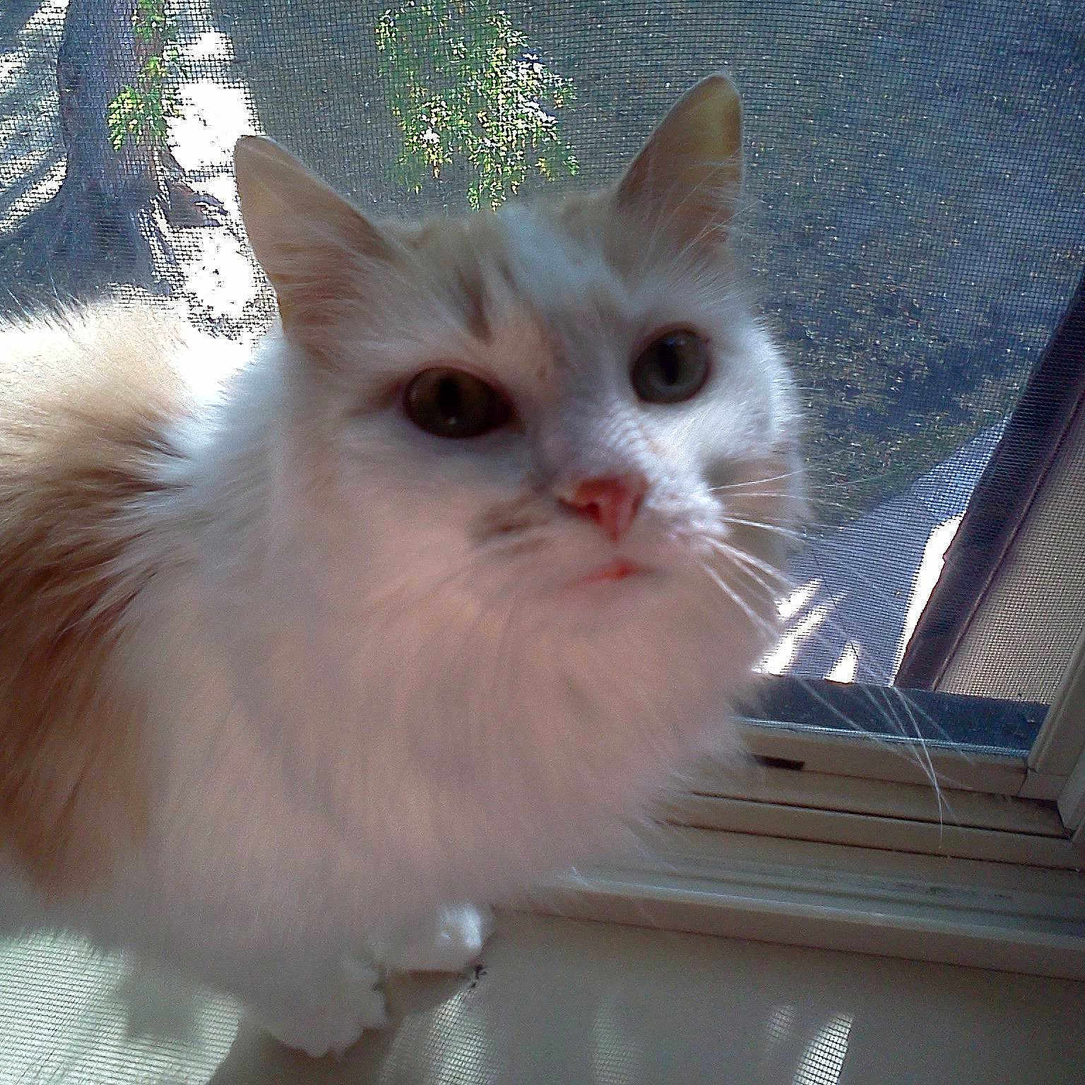Kitty