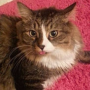 Pepe is registered to the contest to win money with this photo: