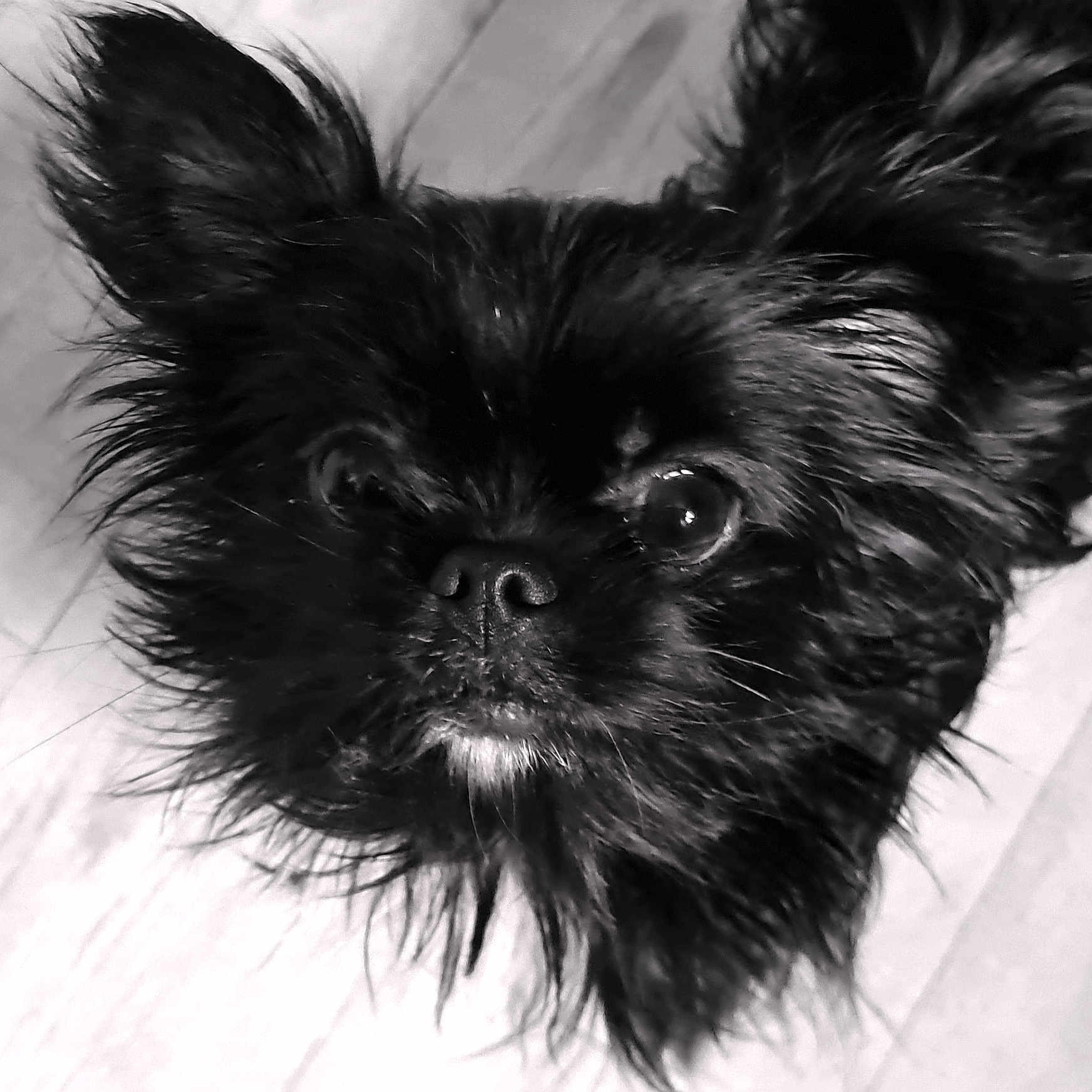 Vito