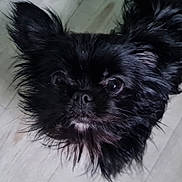 Vito a rejoint le concours — aidez-le/la à gagner de superbes lots ! dog, black_dog, close_up, fluffy_fur, pet, animal, cute, curious, indoor, floor, portrait, small_dog, furry, face, ears, whiskers, canine, looking_up, adorable, companion