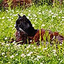 cat, black_cat, animal, grass, wildflowers, flowers, nature, outdoor, sunlight, relaxing, field, greenery, pet, mammal, whiskers, flora, summer, daylight, resting, peaceful