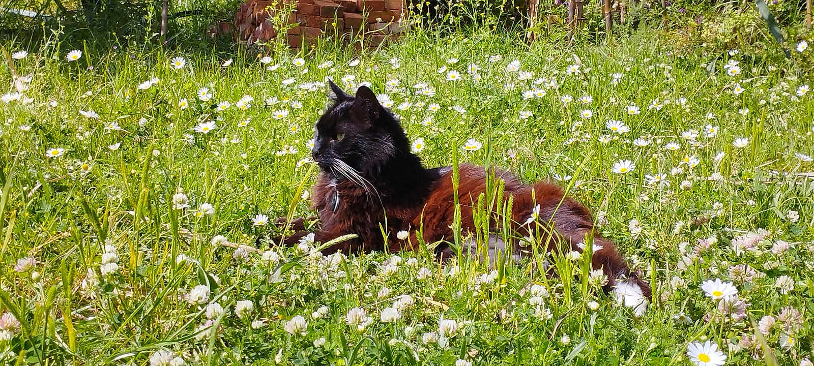 Simba participe au concours pour gagner de l'argent avec cette photo : cat, black_cat, animal, grass, wildflowers, flowers, nature, outdoor, sunlight, relaxing, field, greenery, pet, mammal, whiskers, flora, summer, daylight, resting, peaceful