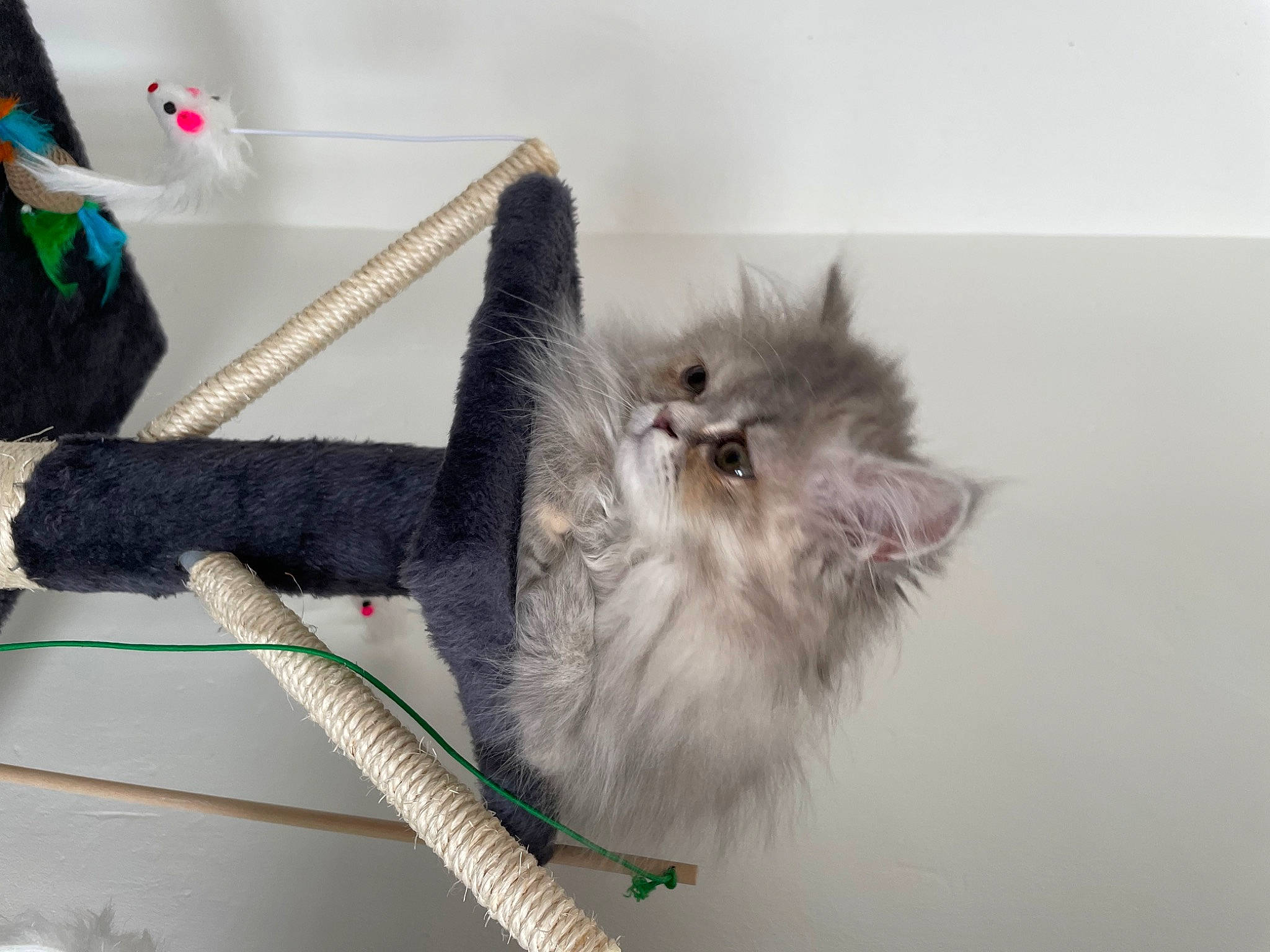 Ubbie participe au concours pour gagner de l'argent avec cette photo : british_longhair, carnivore, cat, collar, fawn, felidae, flooring, fur, paw, small_to_medium_sized_cats, tail, whiskers