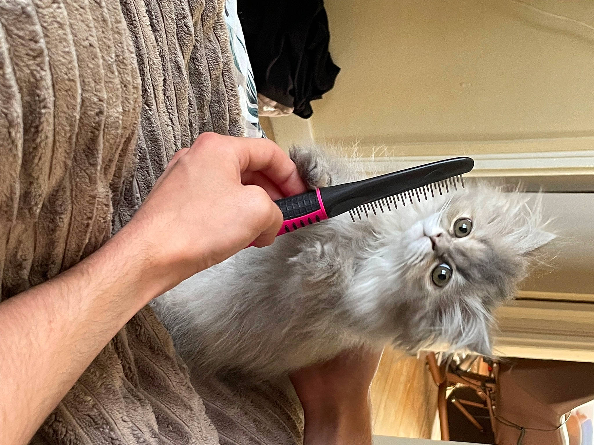 Ubbie participe au concours pour gagner de l'argent avec cette photo : carnivore, cat, claw, collar, companion_dog, dog_breed, fang, fawn, felidae, fur, nail, paw, small_to_medium_sized_cats, snout, sporting_group, tail, terrier, toy_dog, whiskers, working_animal