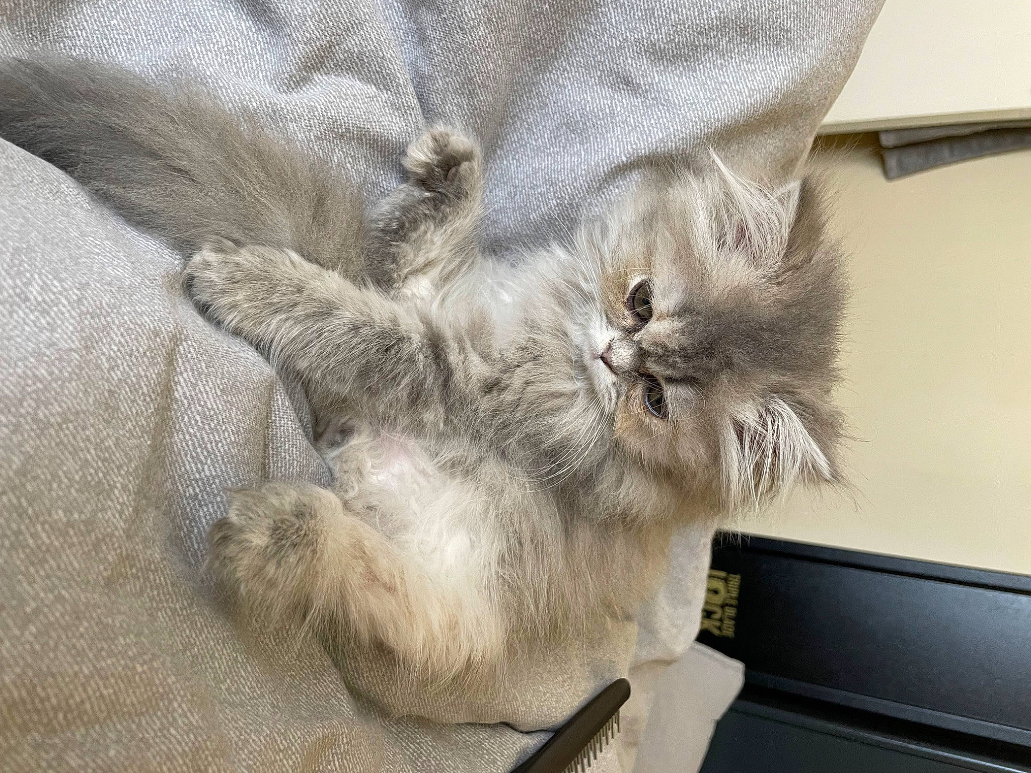 Ubbie participe au concours pour gagner de l'argent avec cette photo : bag, british_longhair, carnivore, cat, claw, comfort, fawn, felidae, fur, grey, paw, small_to_medium_sized_cats, snout, tail, whiskers