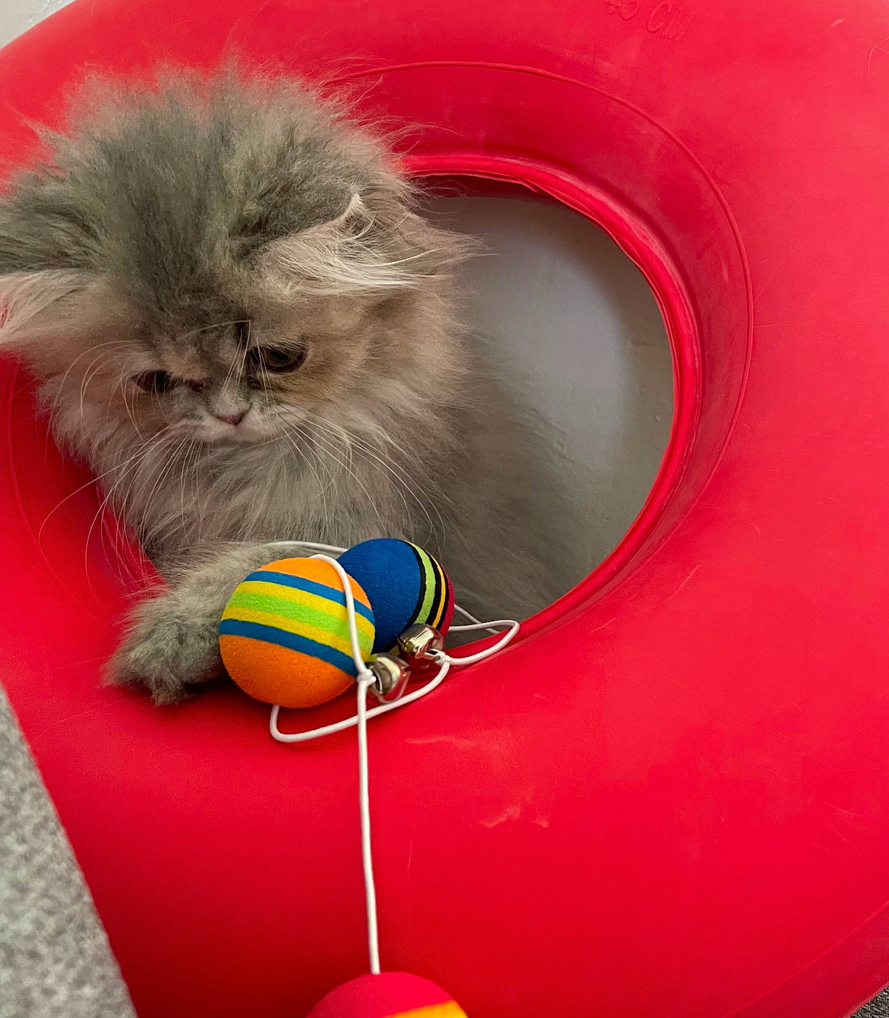 Ubbie a rejoint le concours — aidez-le/la à gagner de superbes lots ! ball, british_longhair, canidae, carnivore, cat, cat_toy, circle, close_up, companion_dog, fawn, felidae, fur, grass, macro_photography, paw, photo_caption, small_to_medium_sized_cats, snout, tail, whiskers