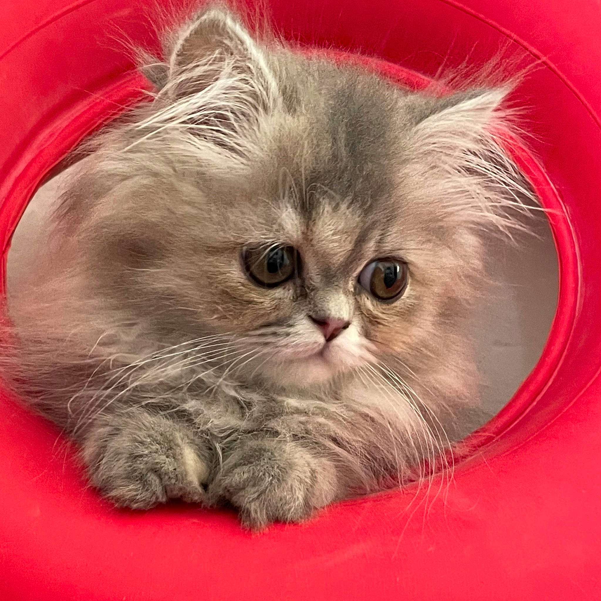 Ubbie participe au concours pour gagner de l'argent avec cette photo : british_longhair, carnivore, cat, comfort, felidae, fur, paw, persian, photo_caption, small_to_medium_sized_cats, snout, terrestrial_animal, whiskers