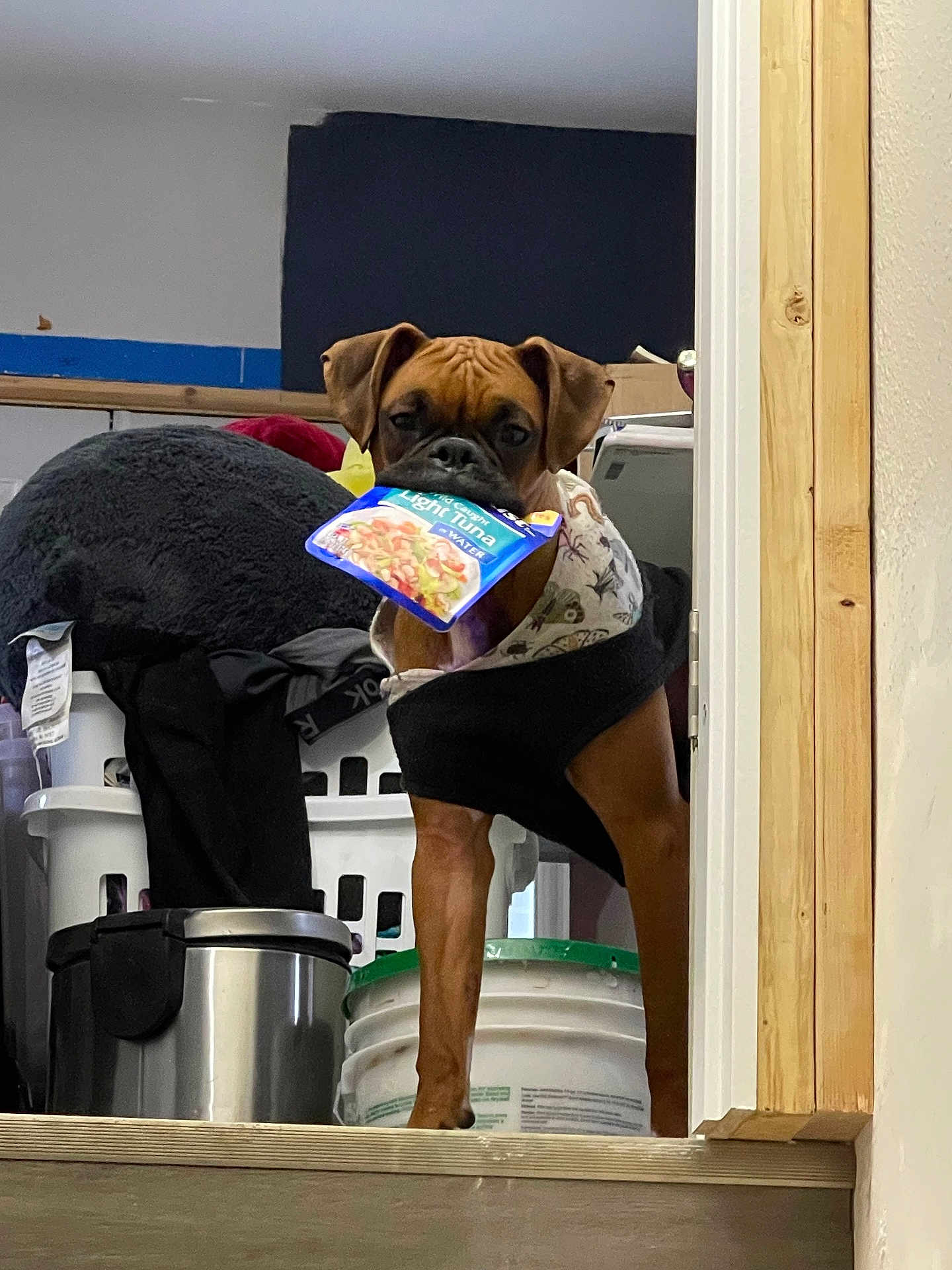 Medusa Oblongata joined the competition — help win amazing prizes! dog, indoor, hoodie, packet, light_tuna, clutter, laundry_basket, trash_can, wooden_frame, floor, pet, brown_dog, standing, pet_clothing, food_packet, container, wall, door_frame, animal, domestic