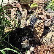 Mirlin joined the competition — help win amazing prizes! cat, black_and_white, outdoor, rocks, grass, shadows, sunlight, plants, wood, furniture, nature, animal, relaxing, garden, whiskers, eyes, paws, shade, texture, daylight