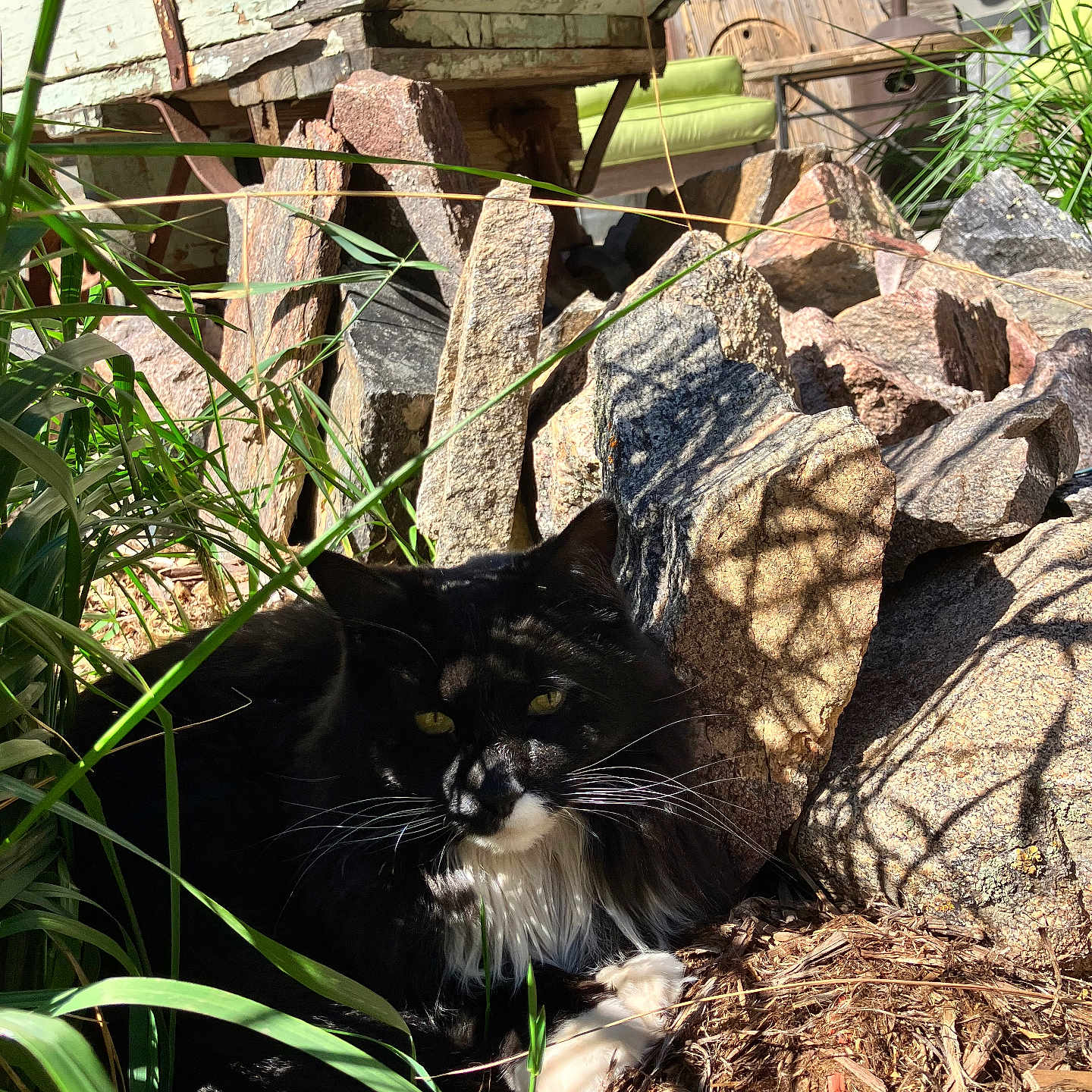 Mirlin joined the competition — help win amazing prizes! animal, black_and_white, cat, daylight, eyes, furniture, garden, grass, nature, outdoor, paws, plants, relaxing, rocks, shade, shadows, sunlight, texture, whiskers, wood