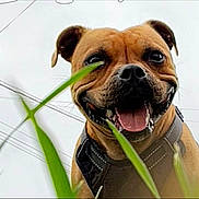 Tiamo participe au concours pour gagner de l'argent avec cette photo : animal, background, canine, closeup, cute, daylight, dog, ears, face, friendly, grass, happy, harness, nature, outdoor, pet, playful, portrait, smiling, tongue