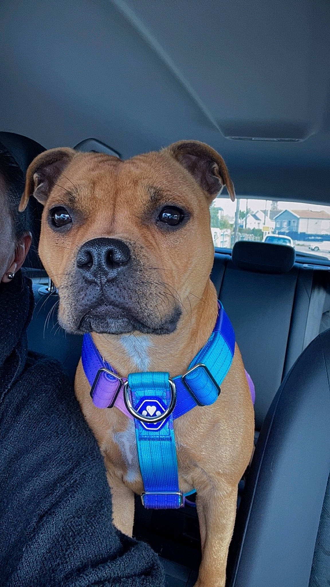 Tiamo a rejoint le concours — aidez-le/la à gagner de superbes lots ! canidae, car_seat, carnivore, collar, companion_dog, dog, dog_breed, dog_collar, electric_blue, fawn, head_restraint, non_sporting_group, pet_supply, snout, sporting_group, vehicle, whiskers, windshield, working_animal, working_dog