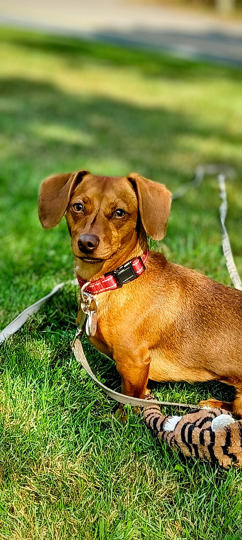 Hannah joined the competition — help win amazing prizes! carnivore, collar, companion_dog, dog, dog_breed, dog_collar, dog_supply, fawn, grass, gun_dog, hound, liver, pet_supply, plant, snout, sporting_group, terrestrial_animal, whiskers, working_animal, working_dog