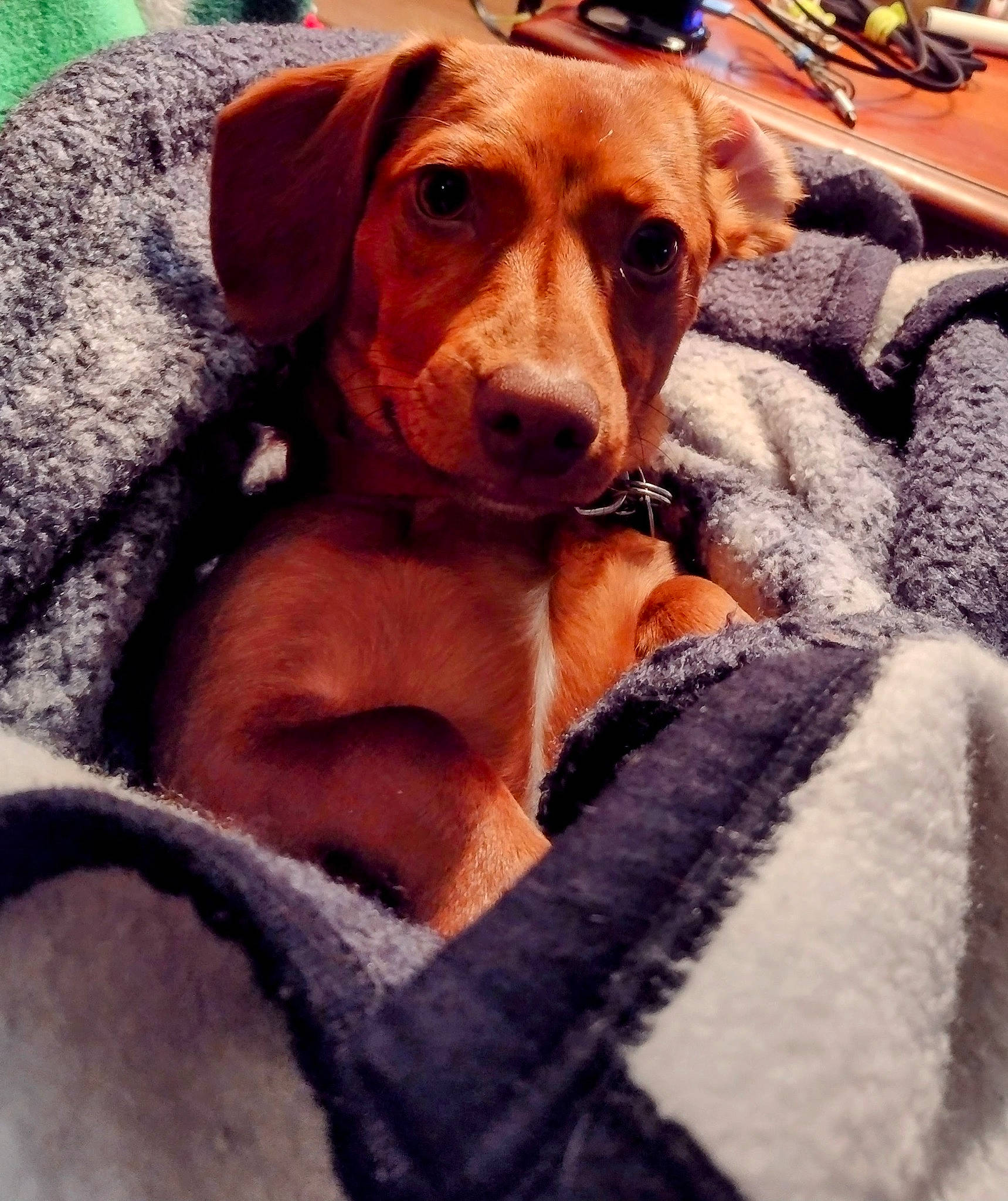 Hannah is registered to the contest to win money with this photo: carnivore, collar, comfort, companion_dog, dog, dog_breed, fawn, fur, hound, hunting_dog, liver, metal, photography, selfie, snout, sporting_group, whiskers, wood, working_animal