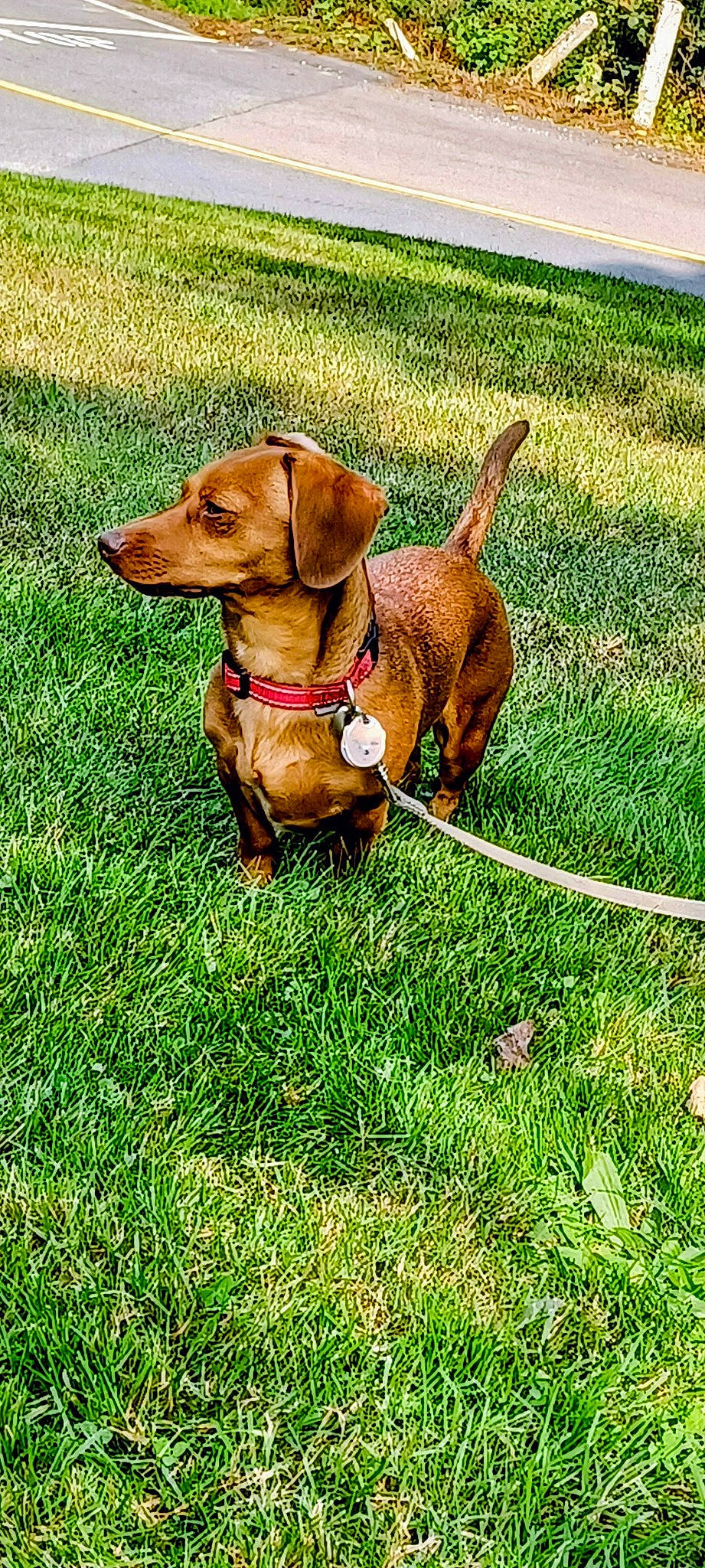Hannah is registered to the contest to win money with this photo: carnivore, collar, companion_dog, dog, dog_breed, dog_collar, dog_supply, fawn, grass, groundcover, gun_dog, hound, leash, liver, pet_supply, plant, sporting_group, tail, working_animal, working_dog