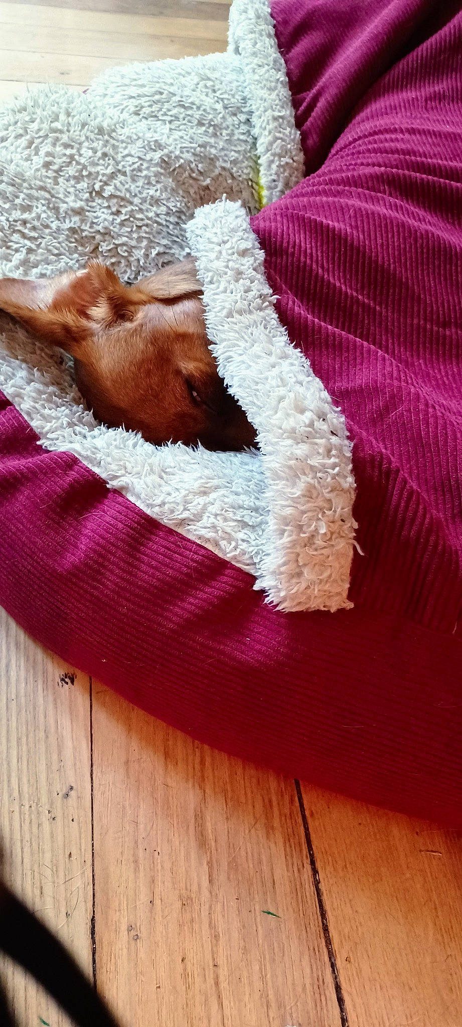 Hannah is registered to the contest to win money with this photo: carmine, carnivore, comfort, companion_dog, dog, dog_breed, dog_supply, fawn, flooring, fur, hardwood, linens, magenta, pattern, pet_supply, snout, tail, textile, wood, wool