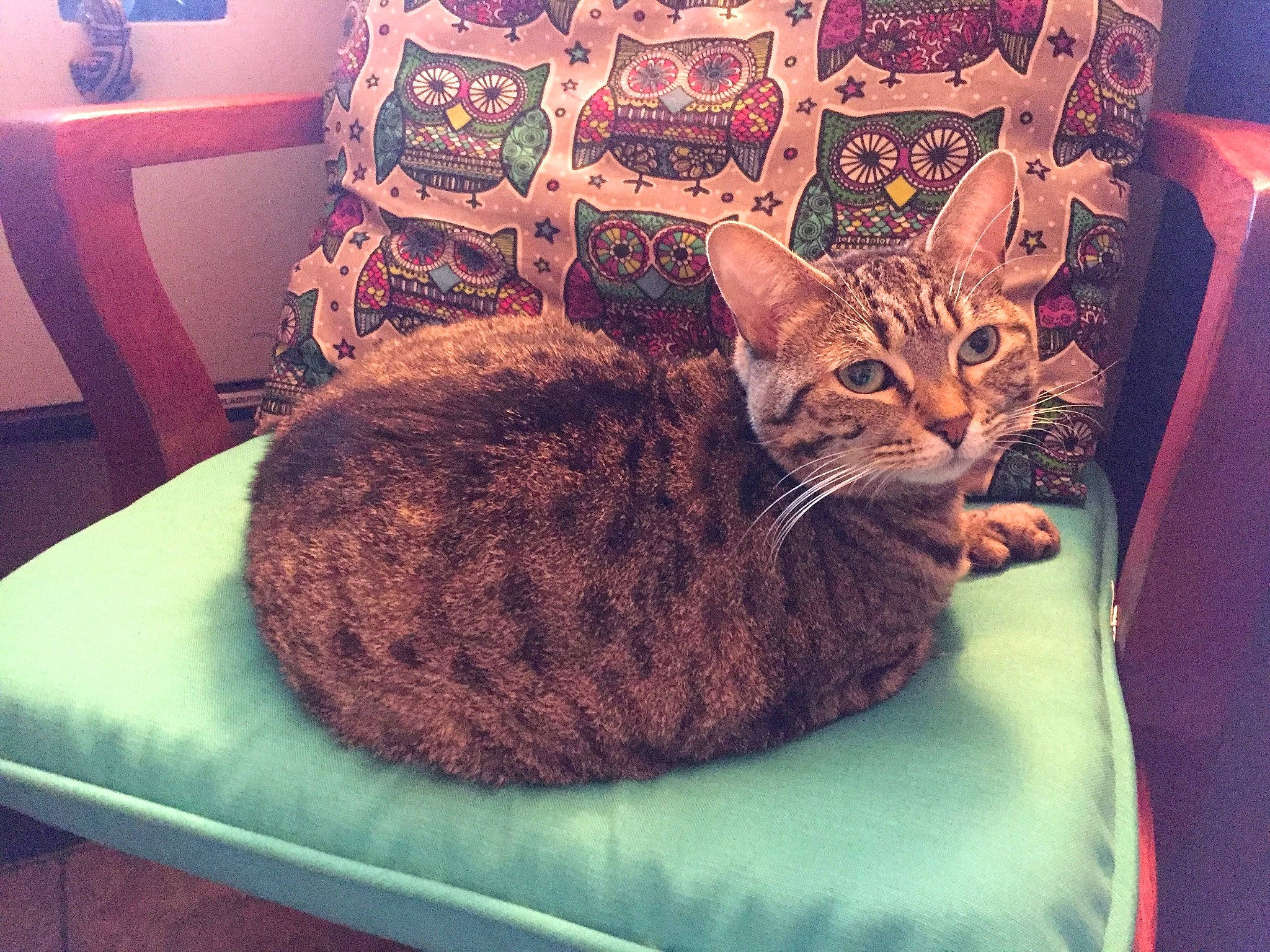 Jasmine is registered to the contest to win money with this photo: bag, bed, carnivore, cat, cat_bed, cat_supply, chair, comfort, couch, domestic_short_haired_cat, felidae, fur, linens, room, small_to_medium_sized_cats, square, tail, textile, tree, whiskers