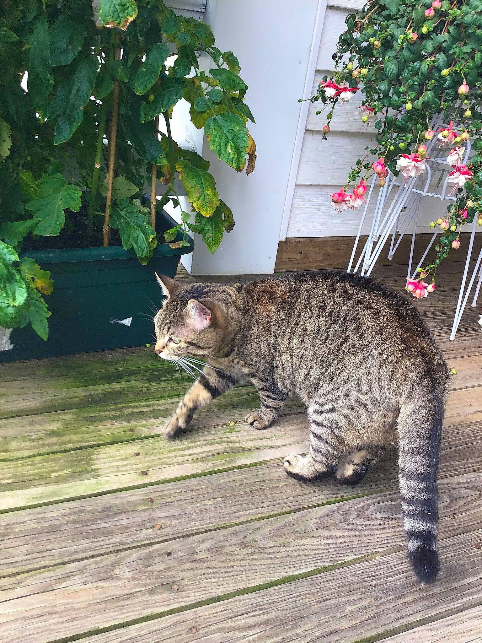 Jasmine joined the competition — help win amazing prizes! carnivore, cat, domestic_short_haired_cat, felidae, flooring, flower, fur, grass, hardwood, paw, plant, sitting, small_to_medium_sized_cats, snout, tail, terrestrial_animal, tree, whiskers, wildlife, wood