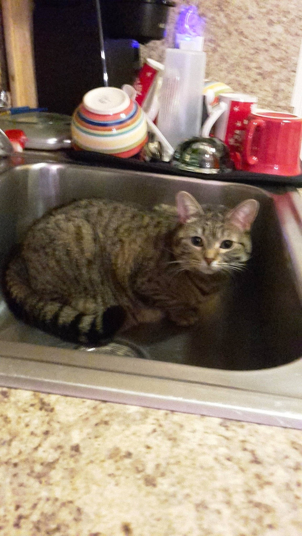 Jasmine joined the competition — help win amazing prizes! animal_feed, carnivore, cat, cat_supply, claw, domestic_short_haired_cat, felidae, fur, paw, pet_food, pet_supply, plate, serveware, small_to_medium_sized_cats, table, tableware, tail, terrestrial_animal, vertebrate, whiskers