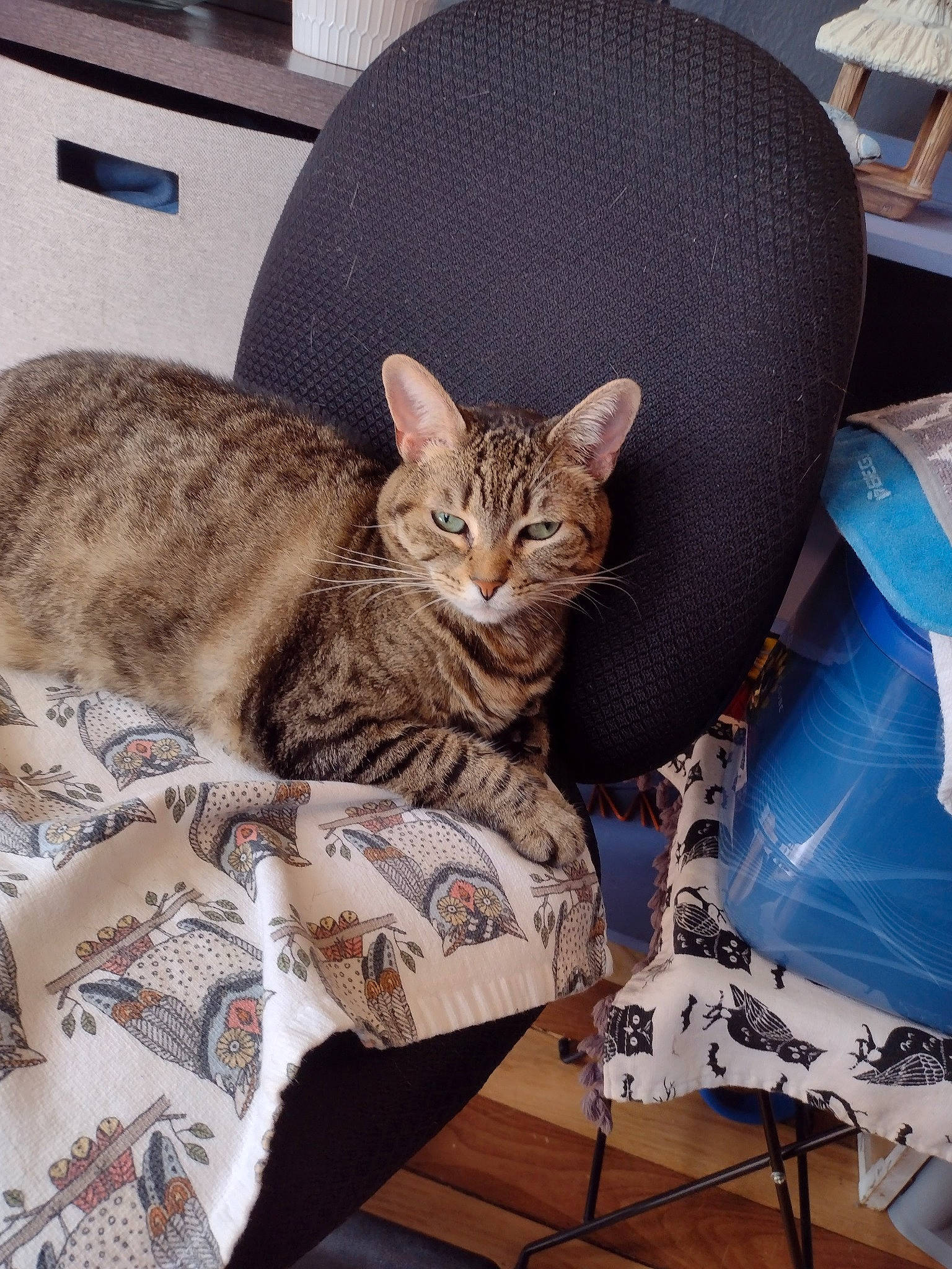 Jasmine joined the competition — help win amazing prizes! bag, carnivore, cat, cat_bed, comfort, domestic_short_haired_cat, fashion_accessory, fawn, felidae, fur, hat, linens, mammal, pattern, sitting, small_to_medium_sized_cats, snout, tail, vertebrate, whiskers