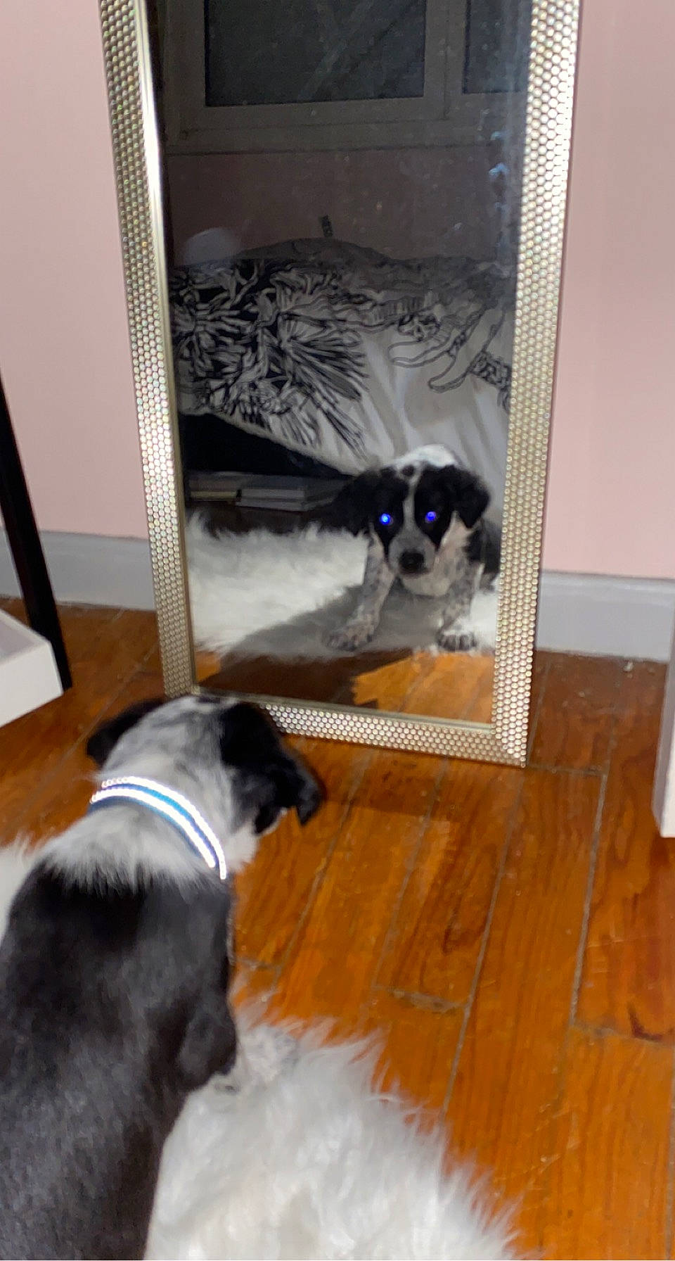 Clovis a rejoint le concours — aidez-le/la à gagner de superbes lots ! canidae, carnivore, collar, companion_dog, dog, dog_breed, dog_collar, floor, flooring, fur, hardwood, laminate_flooring, mammal, snout, tail, vertebrate, wood, wood_flooring, wood_stain, working_animal