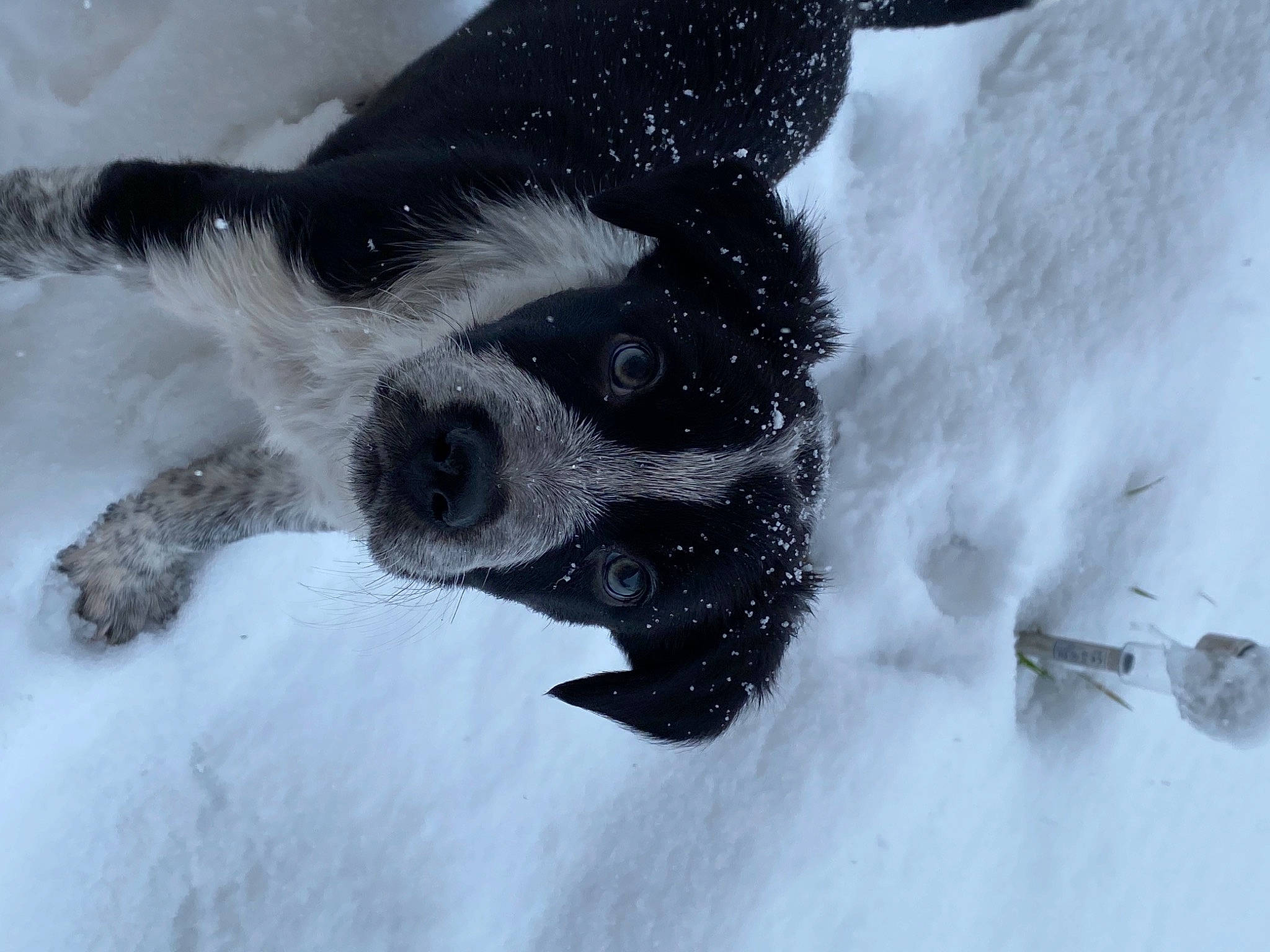 Clovis participe au concours pour gagner de l'argent avec cette photo : canidae, carnivore, companion_dog, dog, dog_breed, freezing, geological_phenomenon, glacial_landform, ice, ice_cap, non_sporting_group, paw, precipitation, snout, snow, sporting_group, winter, working_animal, working_dog