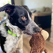 Clovis participe au concours pour gagner de l'argent avec cette photo : animal, black_and_white, brown, canine, close_up, collar, companion, cute, dog, domestic, ears, floor, focused, furry, home, indoor, pet, playing, stuffed_toy, toy