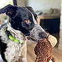 animal, black_and_white, brown, canine, close_up, collar, companion, cute, dog, domestic, ears, floor, focused, furry, home, indoor, pet, playing, stuffed_toy, toy