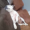 dog, white_dog, sleeping, relaxed, lying_down, couch, sofa, living_room, indoor, pet, animal, paws, closed_eyes, short_hair, collar, brown_cushions, blanket, resting, cute, portrait