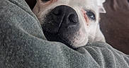 Ounia a rejoint le concours — aidez-le/la à gagner de superbes lots ! dog, white_dog, pet, canine, closeup, portrait, nose, eyes, sleepy, relaxed, cuddling, lap, person, clothing, couch, indoor, cozy, companion, snuggling, funny