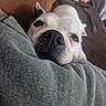 dog, white_dog, pet, canine, closeup, portrait, nose, eyes, sleepy, relaxed, cuddling, lap, person, clothing, couch, indoor, cozy, companion, snuggling, funny
