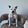 dog, pet, canine, sitting, chair, indoor, bedroom, white_dog, spotted_belly, upright_pose, ears, paws, short_hair, portrait, furniture, wall, blanket, bed, centered_composition, home