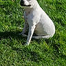 dog, white_dog, pet, animal, sitting, grass, lawn, outdoor, sunlight, portrait, happy, smiling, pointed_ears, short_hair, collarless, greenery, garden, concrete, daylight, photography