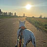 dog, white_dog, pet, animal, harness, leash, road, country_road, rural, countryside, sunset, sun, sunlight, long_shadows, outdoor, landscape, trees, fields, sky, walk