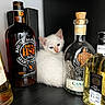 Yuzu a rejoint le concours — aidez-le/la à gagner de superbes lots ! kitten, cat, white_fur, bottle, alcohol, shelf, cork, glass_bottle, liquid, label, dark_background, small_animal, fur, cute, pet, indoor, closeup, curious, still_life, animal