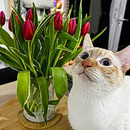 Yuzu participe au concours pour gagner de l'argent avec cette photo : cat, flower, tulip, bouquet, vase, wooden_table, indoor, plant, pet, curious, white_cat, orange_spots, green_leaves, closeup, domestic, feline, table, home, decor, nature